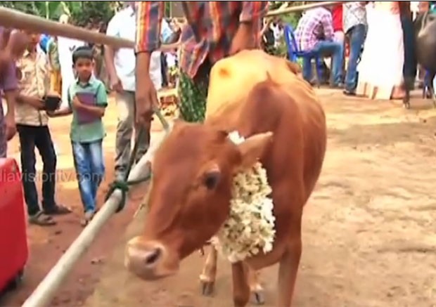 Vaca medindo apenas 61,5 centímetros de altura entrou para o Guinness como a menor do mundo (Foto: Reprodução/YouTube/Indiavision onlive)