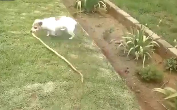 Cão corajoso foi filmado atacando cobra venenosa (Foto: Reprodução/LiveLeak/Stone88)
