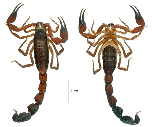 Imagem mostra exemplares do escorpião recém-identificado 'Tityus crassicauda' (Foto: Divulgação/Elise-Anne Leguin)