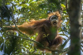 Orangotango grita ameaçando outro macho que se aproxima na floresta de Batang Toru, na Indonésia. Série que retrata as dificuldades na sobrevivência da espécie levou o prêmio de melhor história na categoria 'Natureza' (Foto: Tim Laman/World Press Photo 2016)