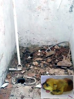 Família destrói banheiro em SP
para salvar cão que caiu em cano (Arquivo Pessoal)
