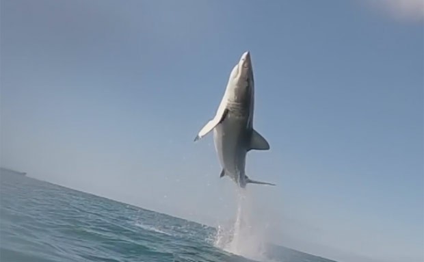 Tubarão branco deu salto impressionante em Mossel Bay, na África do Sul (Foto: Reprodução/YouTube/White Shark Video)