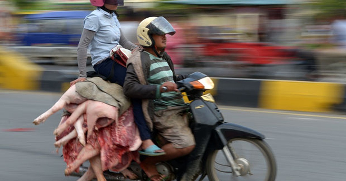 G1 Mulher viaja de 'carona' sobre porcos carneados em no Camboja notícias em G1 Mulher viaja de 'carona' sobre porcos carneados em no Camboja notícias em