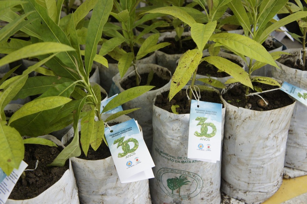 Projeto da TV Cabo Branco com a Prefeitura de João Pessoa distribui e planta mudas na cidade (Foto: Daniel Sousa/TV Cabo Branco)