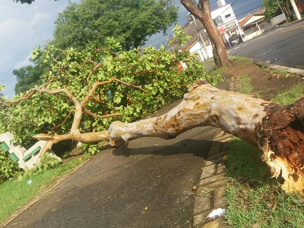Ventos fortes provocam queda de árvore em São José (Foto: Leandro Blanco/ Vanguarda Repórter)