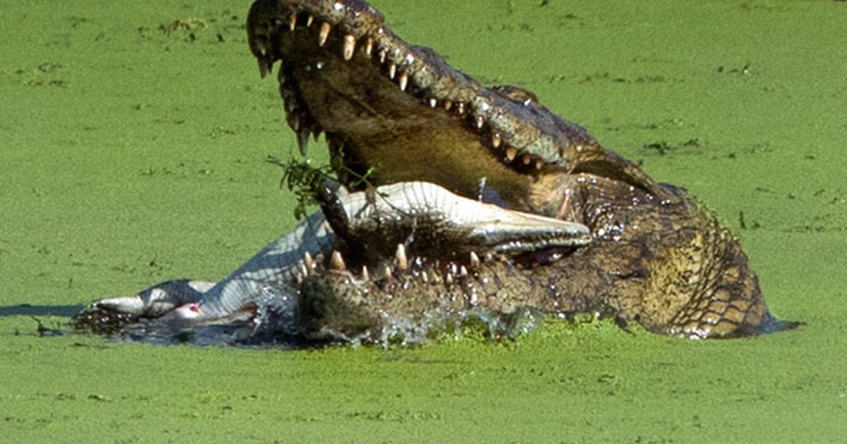 g1 fotógrafa flagra crocodilo enorme devorando filhote em rio na