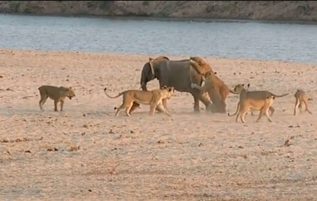 Filhote de elefante sobreviveu a ataque de 14 leões (Foto: Reprodução/YouTube/Norman Carr Safaris)