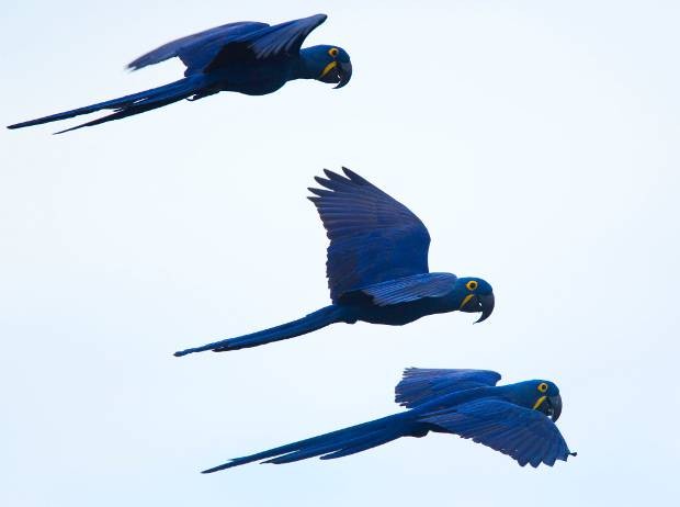 Arara azul é considerada vulnerável, com um número de 6.500 indivíduos de vida livre no Brasil. (Fot Divulgação/ João Marcos Rosa)