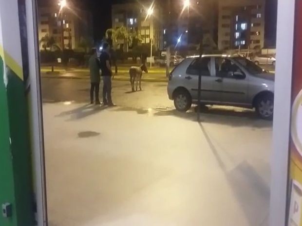 Jumento entrou pela porta e foi colocado para fora no mesmo instante (Foto: Íris Sá/VC na TV Sergipe)