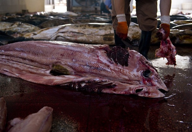 Trabalhador retira pele de tubarão em abatedouro encontrado por grupo ambientalista (Foto: CHINA OUT/AFP Photo)