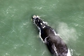 Duas baleias foram reconhecidas pelos pesquisadores (Foto: Paulo Flores/ICMBio/PBF-Brasil)