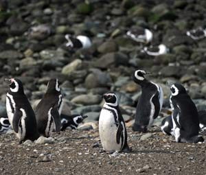 Ilha Magdalena é considerada paraíso dos inguins de Magalhães (Foto: AFP PHOTO / VANDERLEI ALMEIDA) Ilha Magdalena é considerada paraíso dos inguins de Magalhães (Foto: AFP PHOTO / VANDERLEI ALMEIDA)