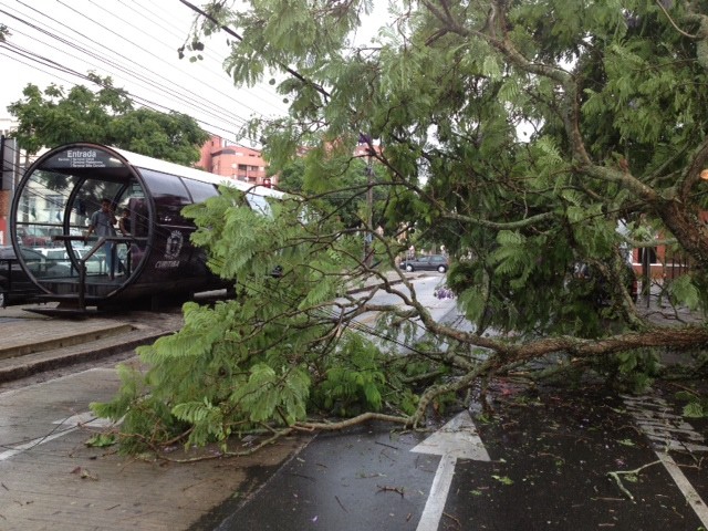 Vento e chuva derrubaram árvores no bairro Água Verde, em Curitiba (Foto: Tony Mattoso/RPC TV)