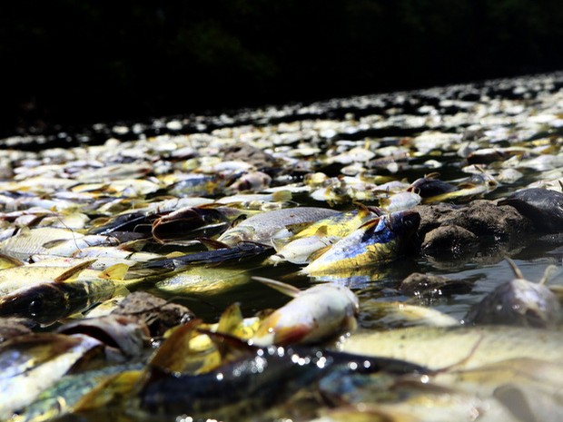 Milhares de peixes são encontrados mortos no Rio Piracicaba (Foto: Mateus Medeiros/Arquivo pessoal)