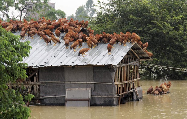 Galinhas se refugiaram na quinta-feira (15) no topo do galinheiro após uma inundação provocação pelo tufão Utor em Maoming, na província de Guangzhou (Foto: Reuters)