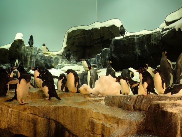 Nova área tem colônia com 444 pinguins (Foto: Flávia Mantovani/G1)