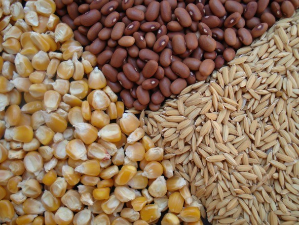 Sementes mais armazenadas nos bancos de sementes (Foto: Foto: Divulgação/ Cláudio Bezerra)