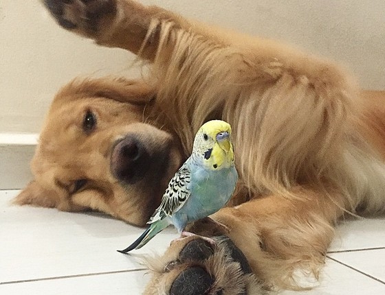 O amor entre um golden e um periquito (Foto: Reprodução/Instagram)