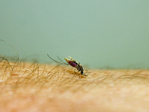Exemplar de 'Anopheles stephensi', vetor indiano da malária e uma das espécies usadas na pesquisa (Foto: Divulgação/Csiro)