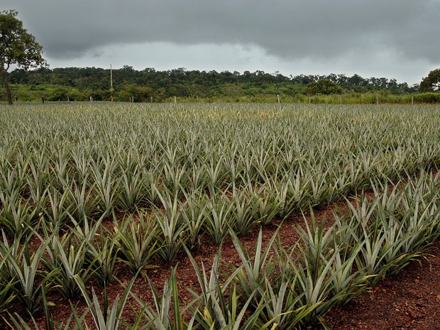 Produtores rurais aproveitam o período chuvoso para iniciar o plantio do abacaxi (Foto: Aldemar Ribeiro/ATN)