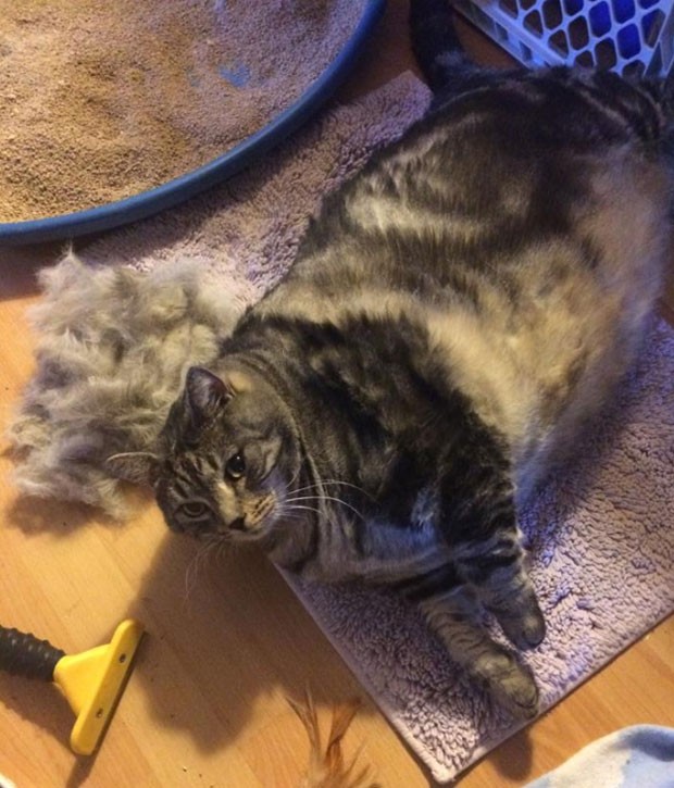 Gato mal consegue se mover por causa excesso de peso (Foto: Reprodução/Facebook/Angela Jackson-Brunning)