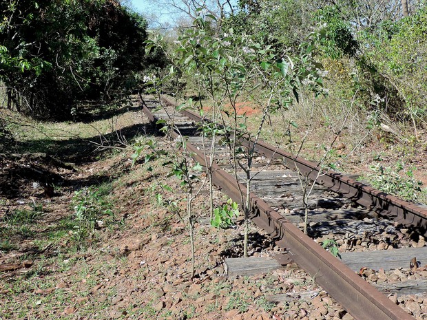 Ferrovia na região de Presidente Prudente está desativada (Foto: Stephanie Fonseca/G1)