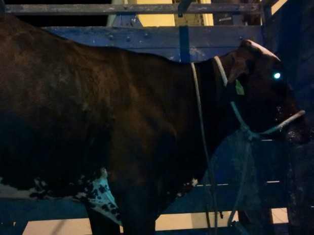 Animal da espécie girolanda pode custar mais de RS 2 mil (Foto: Arquivo Pessoal/ Internauta)