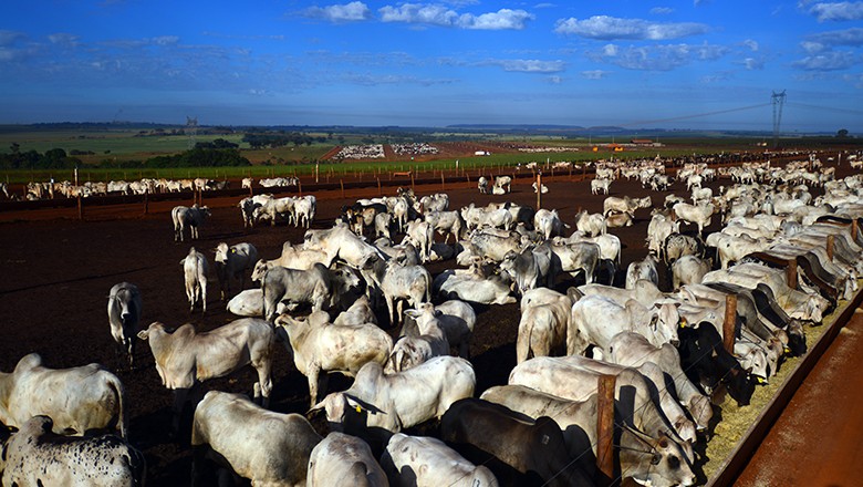 Integração lavoura, pecuária e floresta é destaque na Revista Globo Rural  de maio - Revista Globo Rural