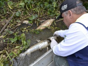 Morte de peixes afetará o período da Piracema no Rio Mogi Guaçu (Foto: Reprodução/EPTV)