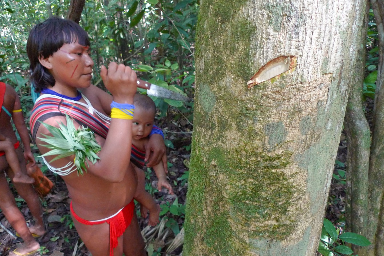 Mulher ianomâmi cultiva árvore medicinal na Amazônia (Foto:  William Milliken / RBG Kew)