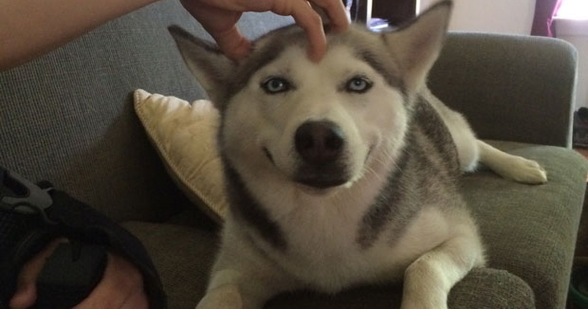 Resultado de imagem para cachorro extase