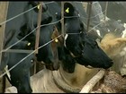Melhoramento genético eleva produção de leite de criadores de GO