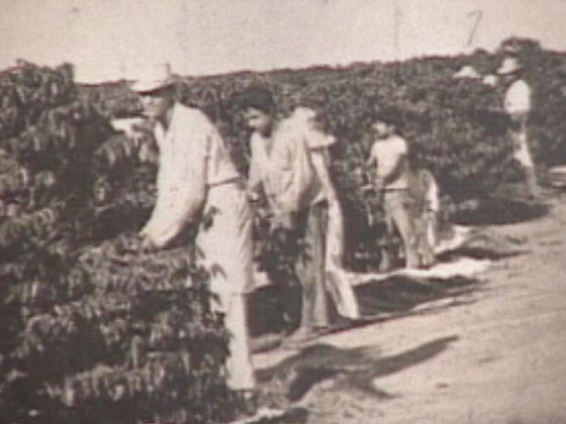 Toda manutenção dos cafezais e as colheitas eram feitas a mão (Foto: reprodução/TV Tem) Toda manutenção dos cafezais e as colheitas eram feitas a mão (Foto: reprodução/TV Tem)