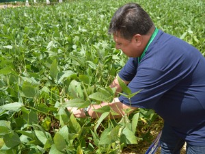 Técnico de Desenvolvimento de Mercado da Basf,  Alessandro Tadeu Veiga, mostra área onde foi aplicado o novo fungicida da empresa, o Ativum EC (Foto: Anderson Viegas/G1 MS)