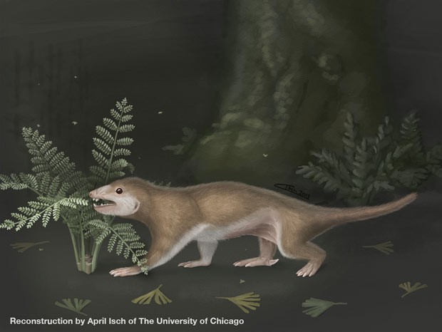 Ilustração mostra Megaconus no que seria seu habitat natural. (Foto: April Isch/Universidade de Chicago)