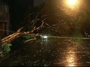 Árvore caiu sobre carro na Rua Rodésia, em Pinheiros (Foto: Reprodução/TV Globo)