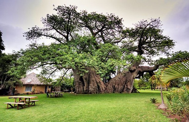 A árvore é uma das maiores e mais antigas do mundo (Foto: Reprodução/South African Tourism)