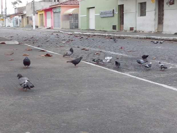 Bandos de pombos estão espalhados por toda a cidade, principalmente perto de locais que ofereçam alimento facilmente. (Foto: Derek Gustavo/G1)