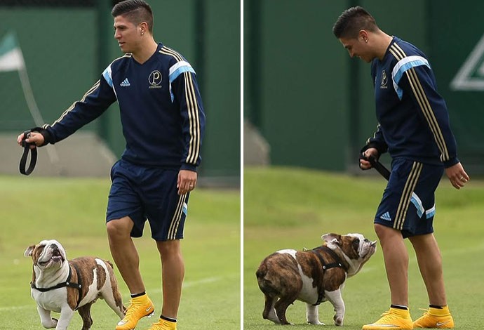 Buldogue de argentino rouba a cena em treino do Palmeiras; veja as fotos