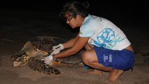 Inicia PERÍODO de Desova das Tartarugas Marinhas (Divulgação Biomade)