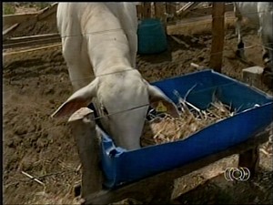 Universidade avalia desempenho de bovinos, em Araguaína (Foto: Reprodução/TV Anhanguera)