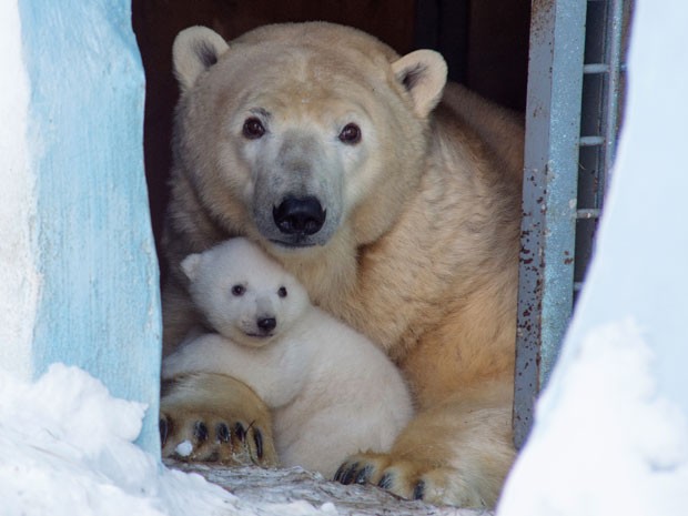 Gerda com o filhote (Fot Ilnar Salakhiev/AP)