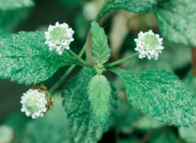 como-plantar-lippia-alba-edicao-377-marco-2017 (Foto: )