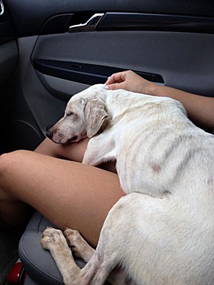 Cão foi resgatado por duas irmãs e levado para um hotel de animais (Foto: Rafaela Santuzzi)