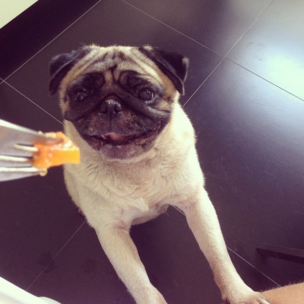 Cachorro Bruna Marquezine (Foto: Instagram/ Reprodução)