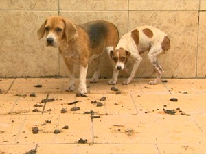 Cães foram encontrados em situação de maus-tratos em Taquaritinga, SP (Foto: Reprodução EPTV)