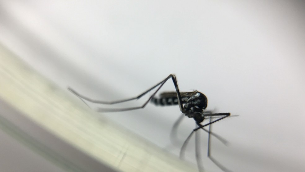 O mosquito Haemagogus leucocelaneaus, exclusivo de matas e ambientes silvestres, é vetor de febre amarela silvestre (Foto: Josué Damacena/IOC/Fiocruz )