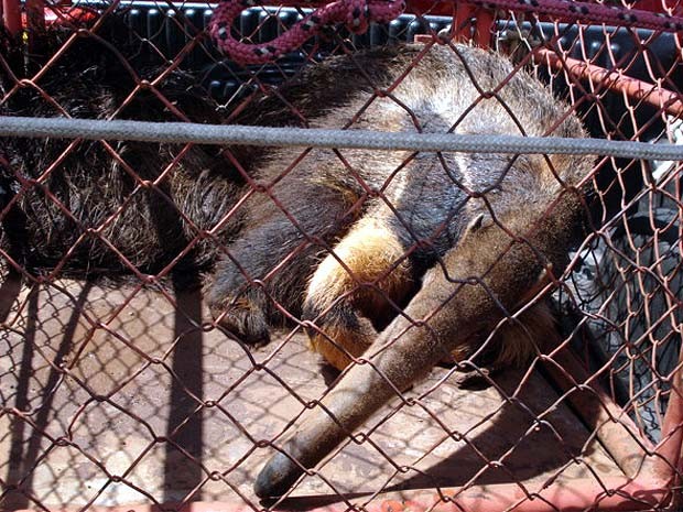Animal estava preso no corredor de uma residência em Igarapava (Fot Divulgação/ Polícia Militar)