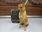 Cão é abandonado com mala em estação ferroviária na Escócia