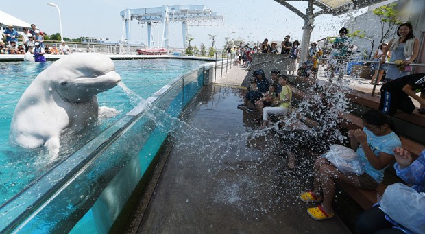 Baleia beluga espirra água em visitantes em aquário no Japão (Foto: Toshifumi Kitamura/AFP)